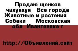 Продаю щенков чихуахуа - Все города Животные и растения » Собаки   . Московская обл.,Ивантеевка г.